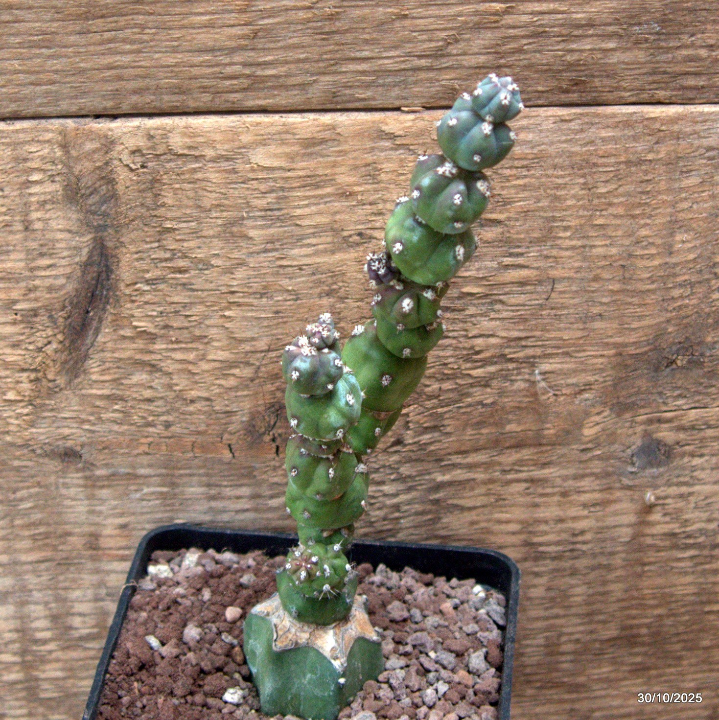 D7232 MYRTILLOCACTUS GEOMETRIZANS STACKER MONSTER GRAFT. pot10-H17-W5 cm MaMa Ca