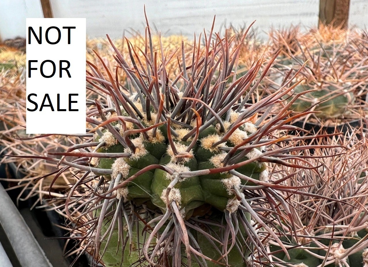 A43-873 Gymnocalycium intertextum STO185, Serrezuella, Cord, own root