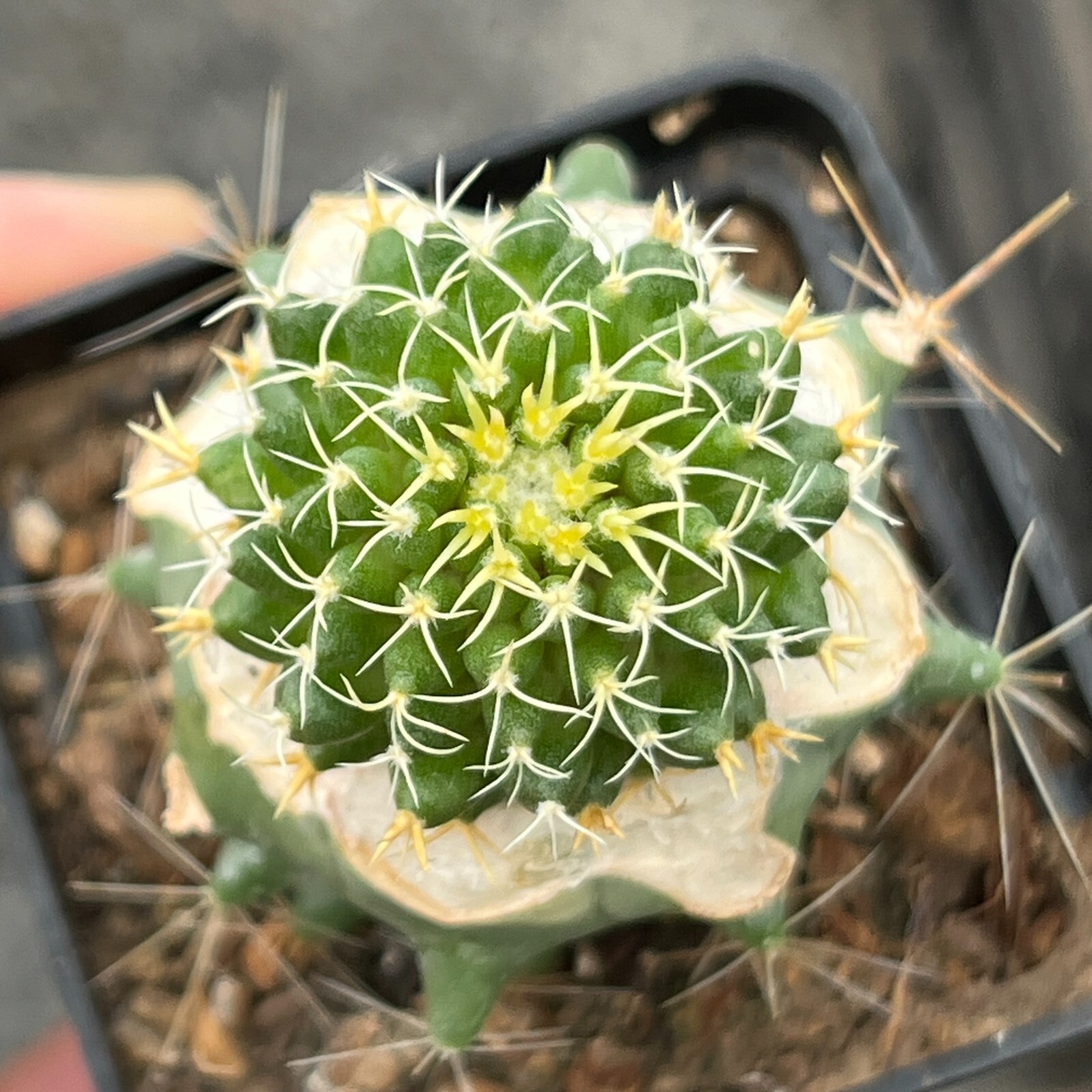 A27-1394. Mammillaria comptotricha cv. “BRV” (Grafted)