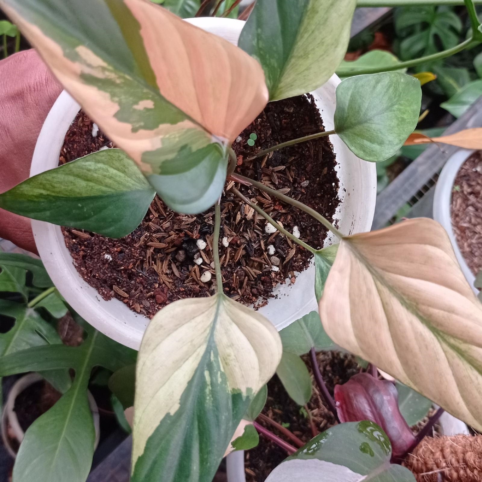 Homalomena Pink Diamond Variegated Rare Pink Variegated Aroid Indoor Tropical