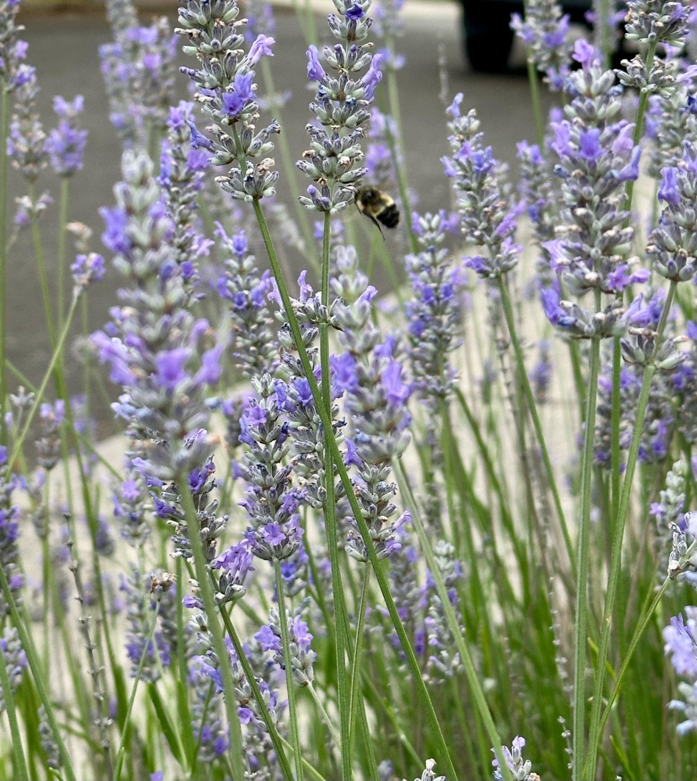 Fresh Cut English Lavender — 100 Stem Bundle, Cut to Order