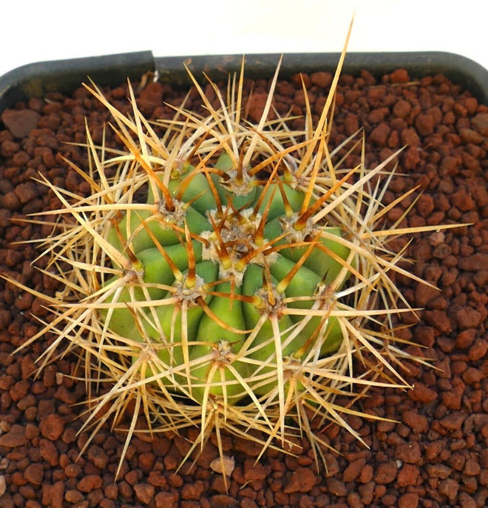 Cereus pasacana – Pasacana cactus | Argentine saguaro
