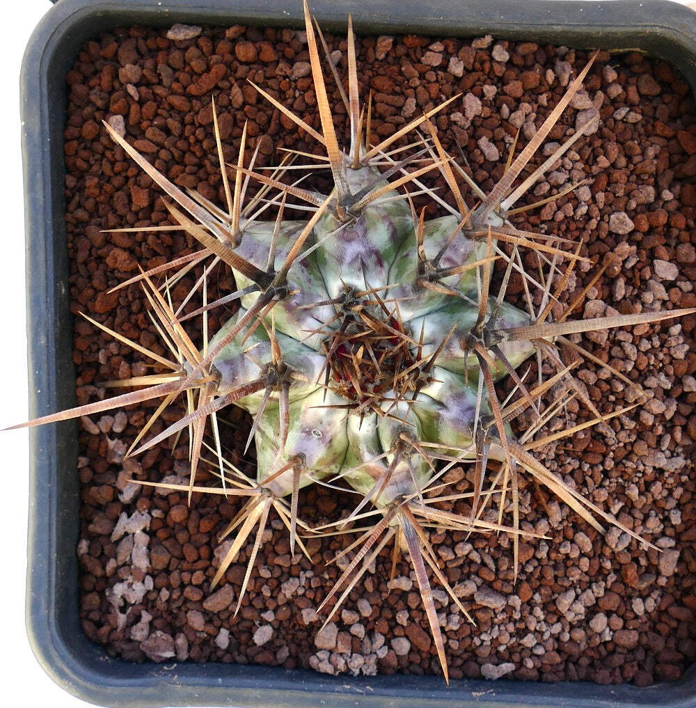 Echinocactus ingens STRONG SPINES 18cm – Giant barrel cactus | Giant viznaga