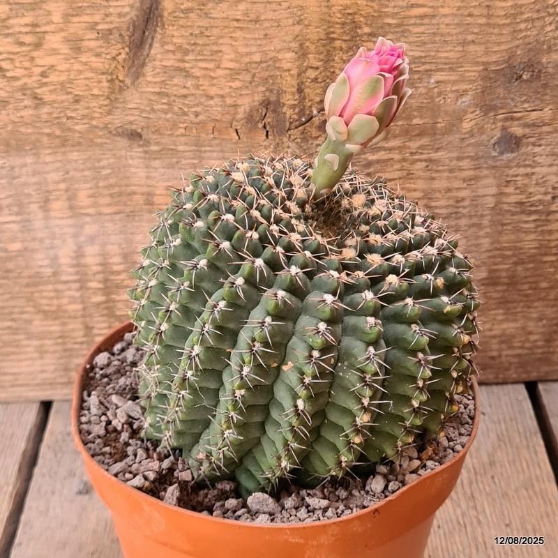 D5905 GYMNOCALYCIUM BALDIANUM OLD pot14-H11-W12 cm MaMa Cactus