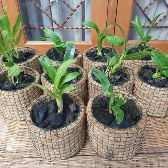 Cocopit pot-natural coconut fiber planter