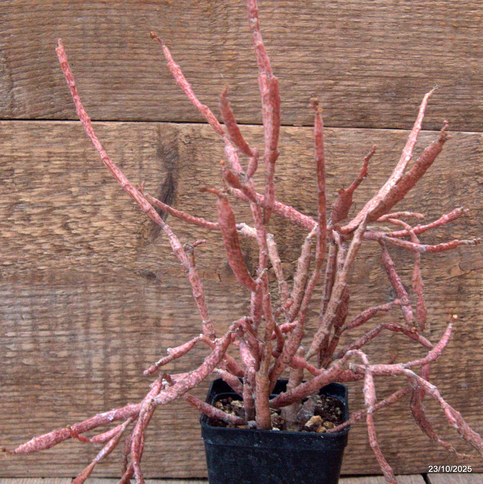 D7117 EUPHORBIA PLATYCLADA pot8-H29-W29 cm MaMa Cactus