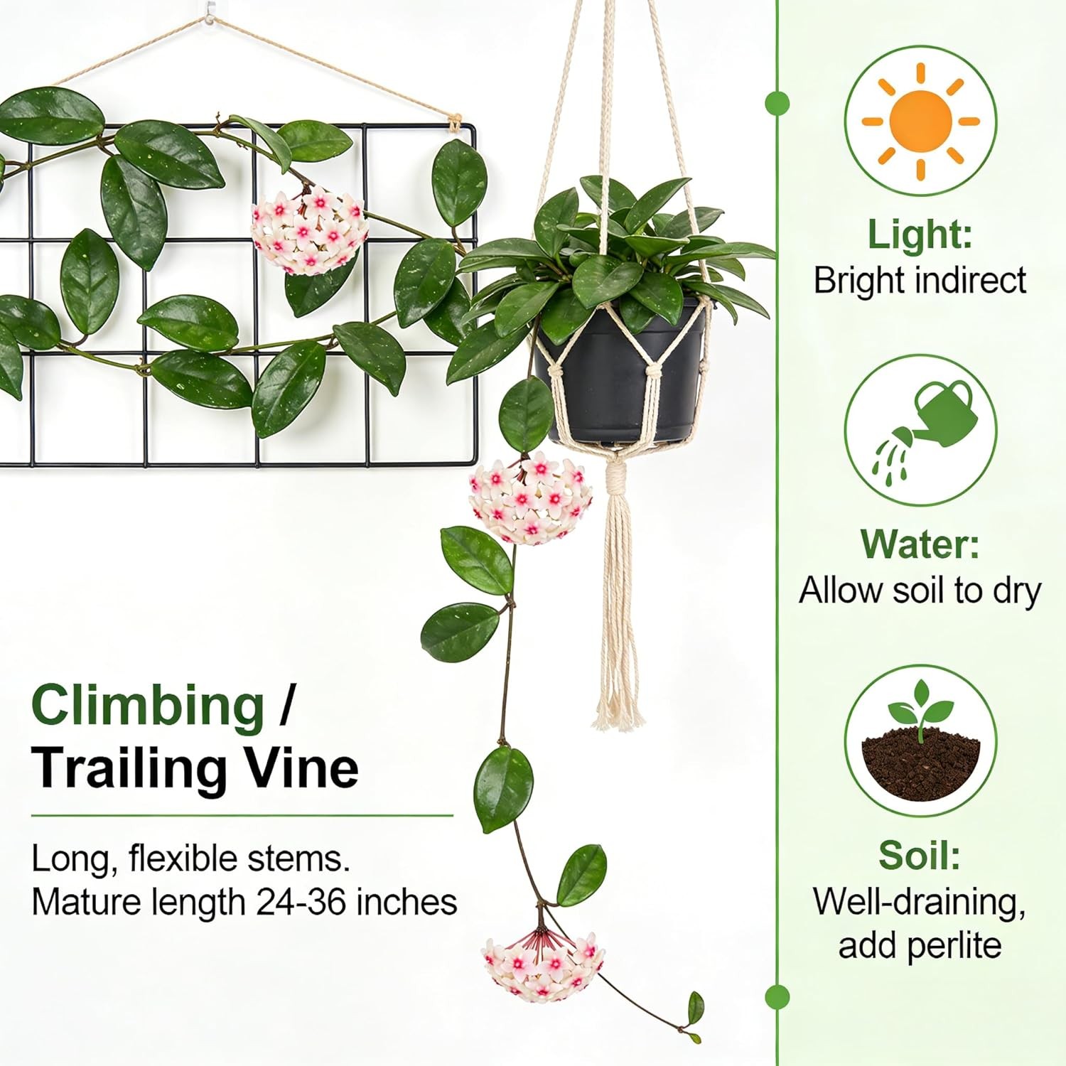 300+ Mixed Hoya Seeds for Planting, Wax Plant Fragrant Trailing Perennial, Non-G