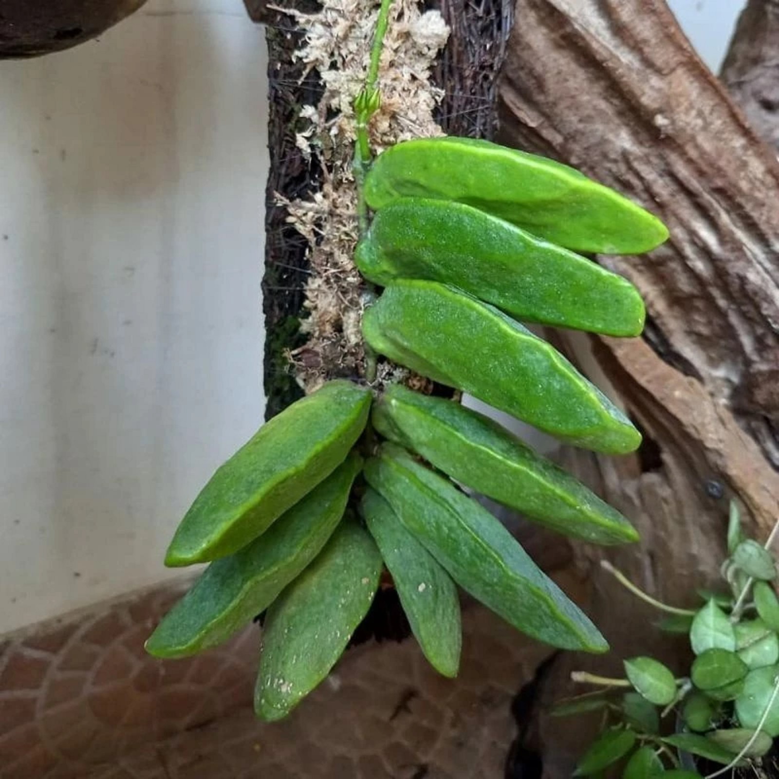 Hoya Dischidia Major Rare Tropical Epiphyte Unique Hanging Houseplant Collector