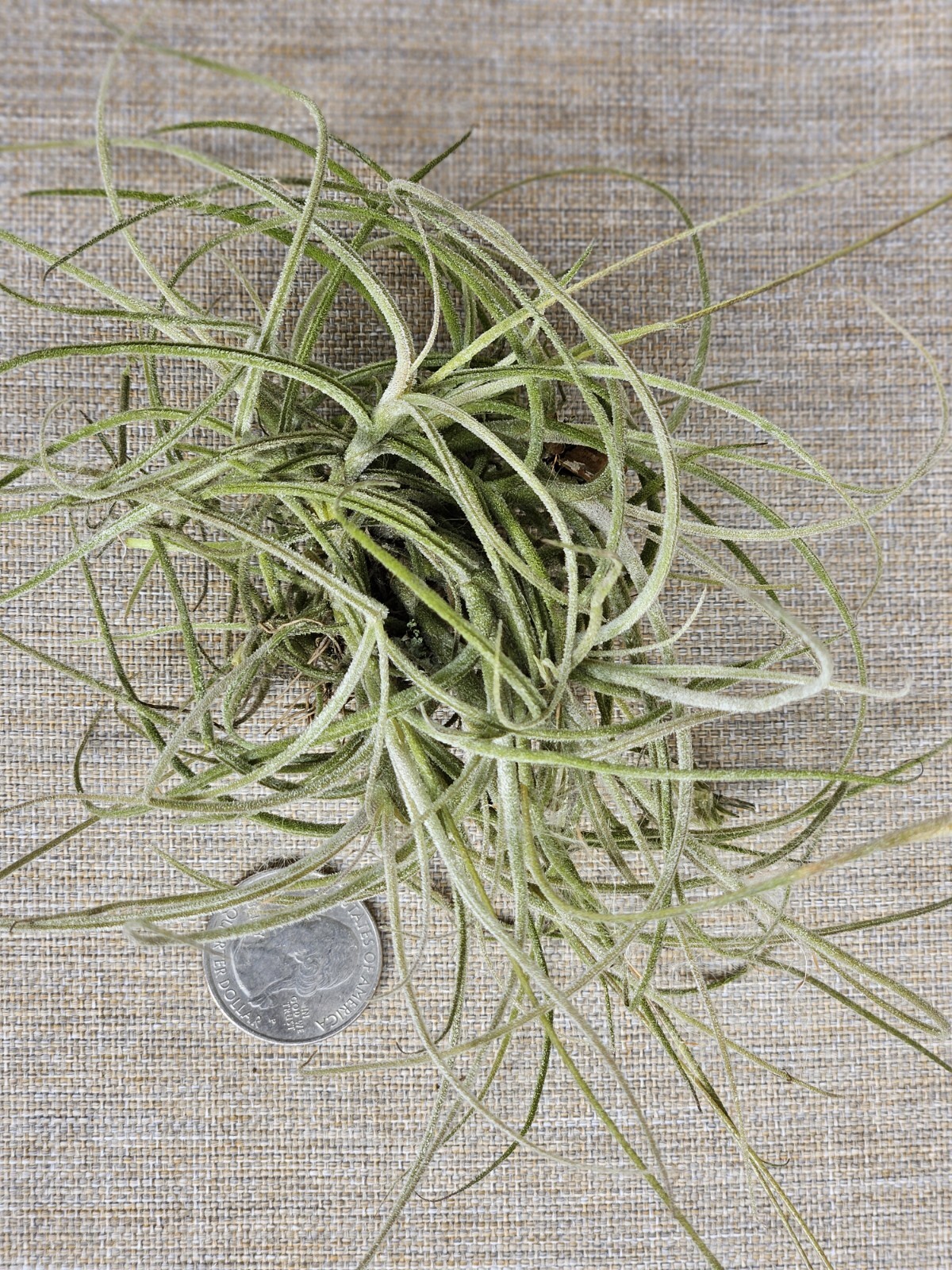 Fresh Florida Live Moss Ball – Natural Air Plant, Floral, Crafts