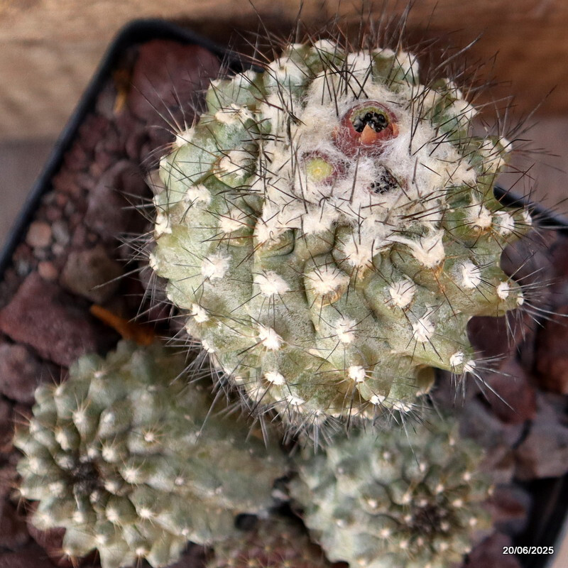 D4773 COPIAPOA PEPINIANA V. FIEDERIANA pot14-H13-W13 cm MaMa Cactus