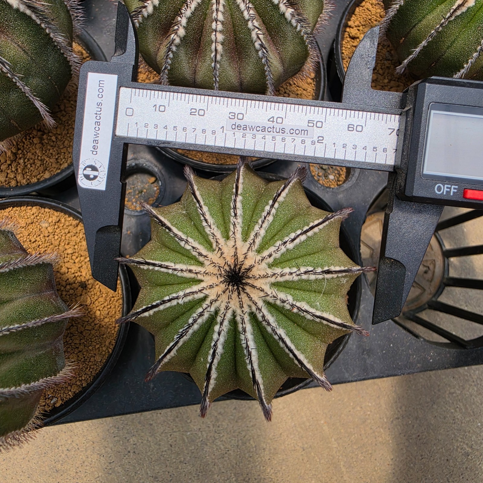 DE13: Uebelmannia pectinifera (L)