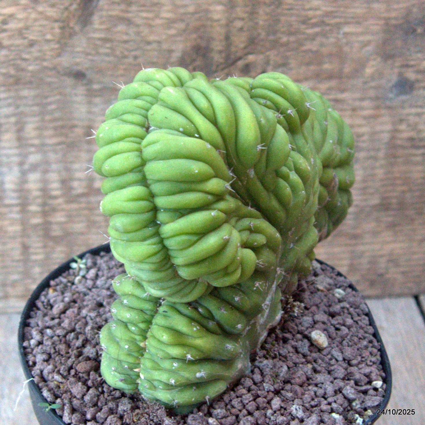 D7176 CEREUS PACHA. CRESTED pot14-H13-W22 cm MaMa Cactus