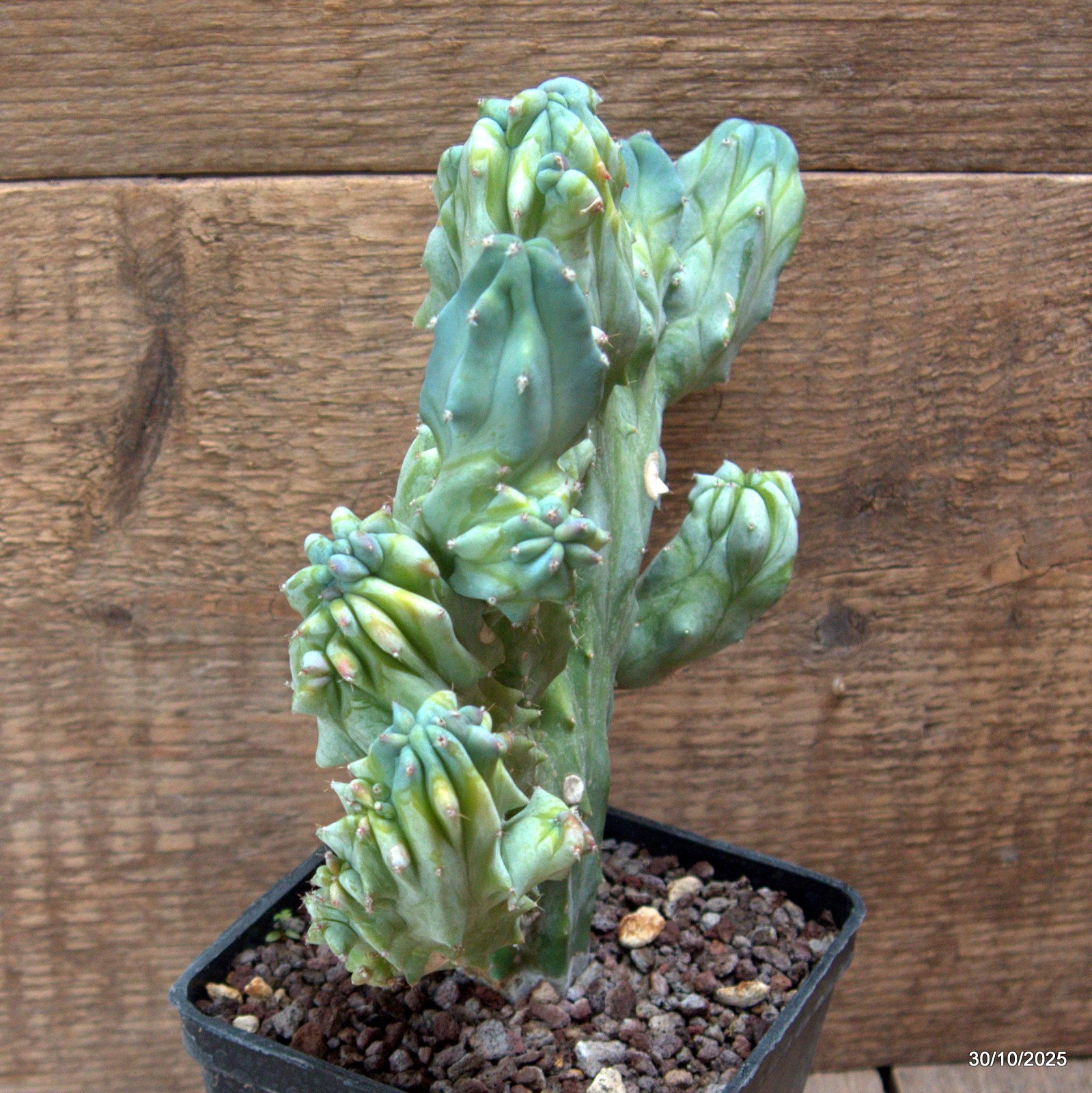 D7235 MYRTILLOCACTUS GEOMETRIZANS CRESTED pot10-H20-W19 cm MaMa Cactus