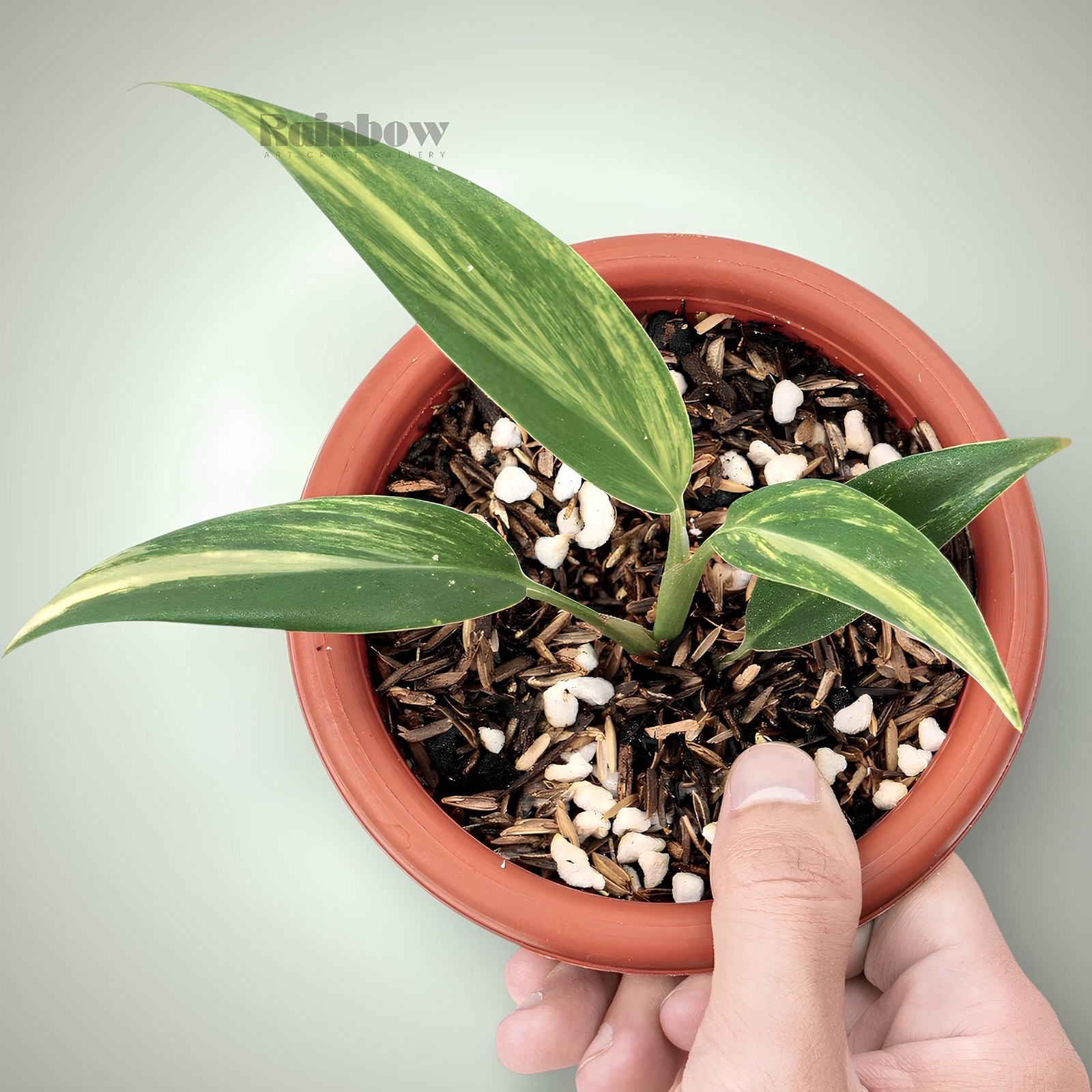 Scindapsus Coreacus Variegated Jungle Plant