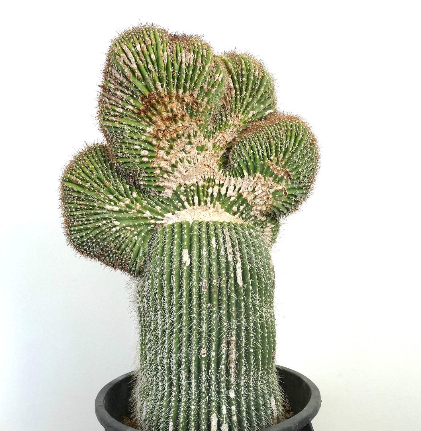 Carnegiea polylopha SAGUARO CRESTATO 66x38cm – Cardon | Elephant cactus