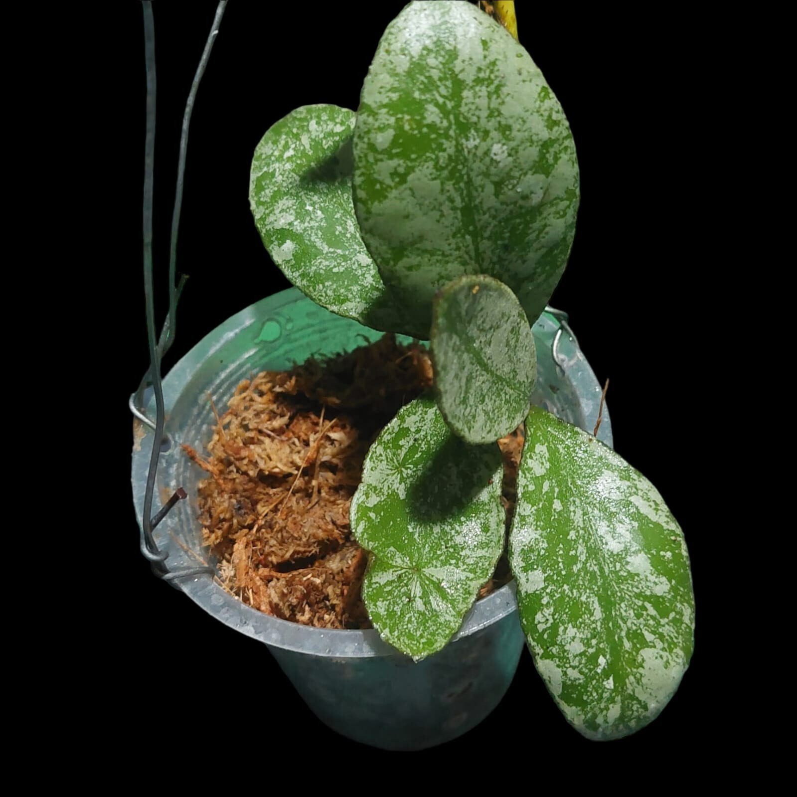 Hoya Waymaniae splash Rare Free phytosanitary Ship By DHL Express.