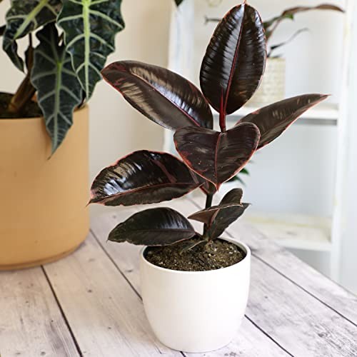 Variegated Ficus ” Rubber Plant in 6″ Grower Pot, Real Black Pot Ruby