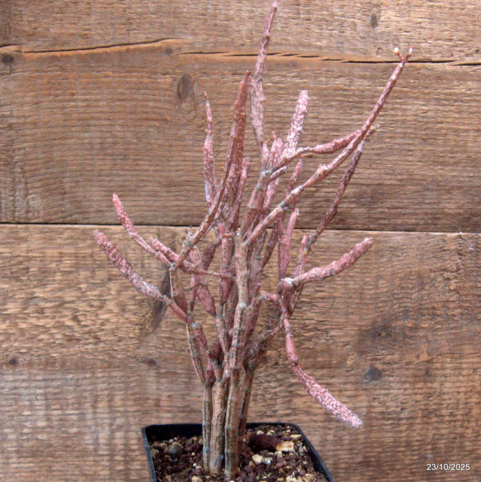 D7120 EUPHORBIA PLATYCLADA pot10-H30-W20 cm MaMa Cactus