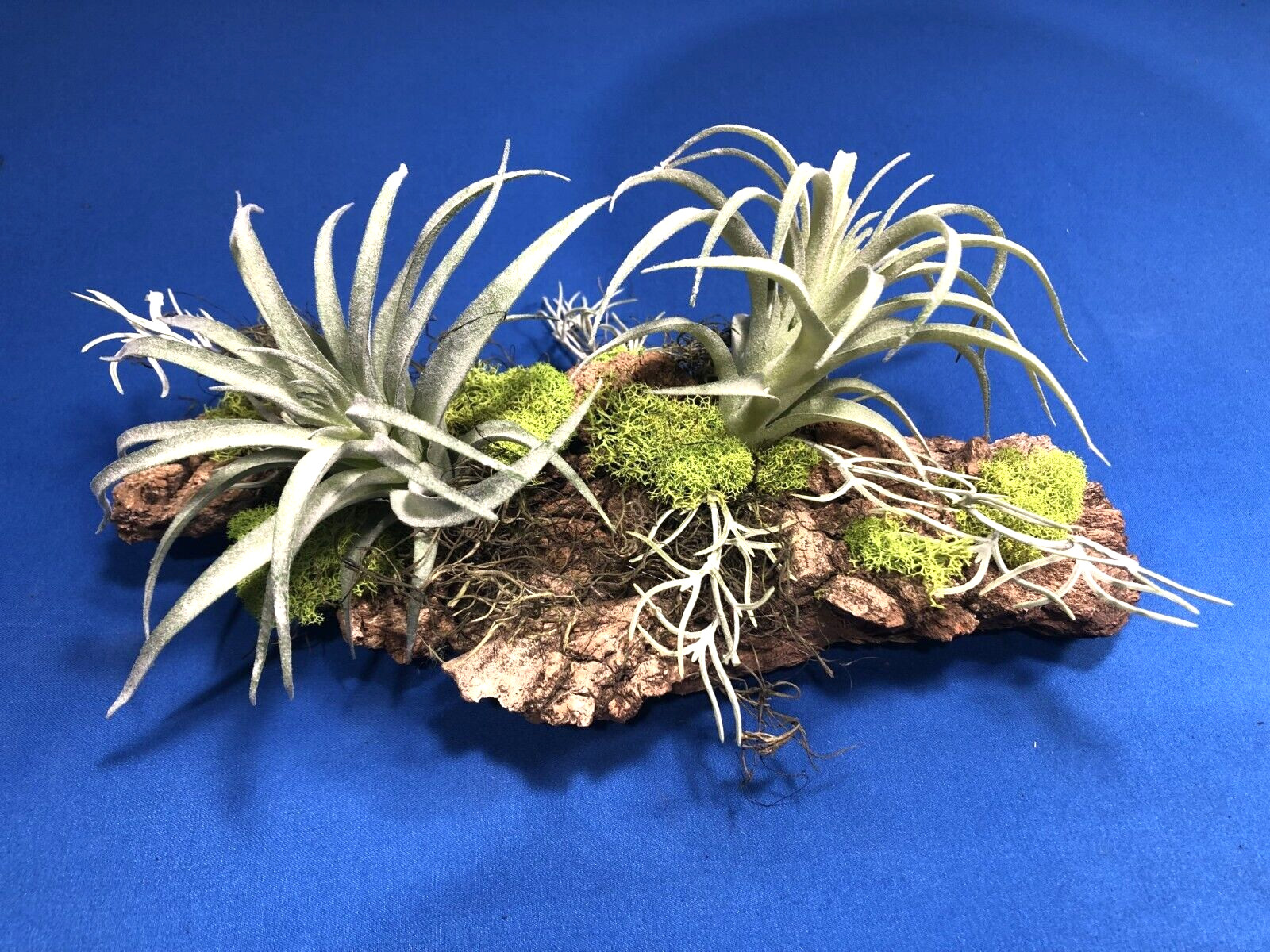 Artificial Succulent Air Plant Wall Art Home Office Mounted on Real Wood Bark
