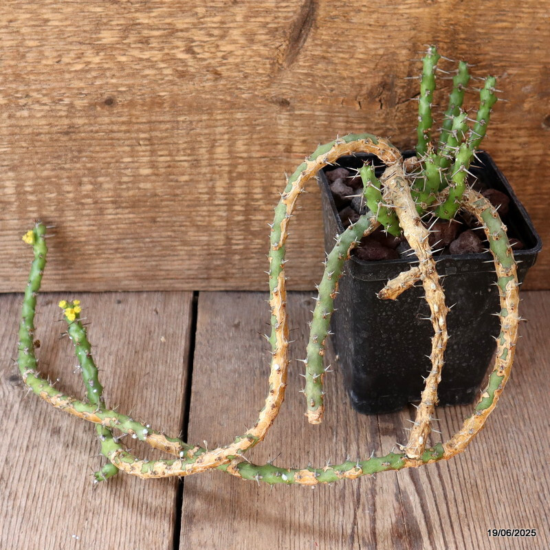 D4739 EUPHORBIA SP. pot10-H38-W20 cm MaMa Cactus