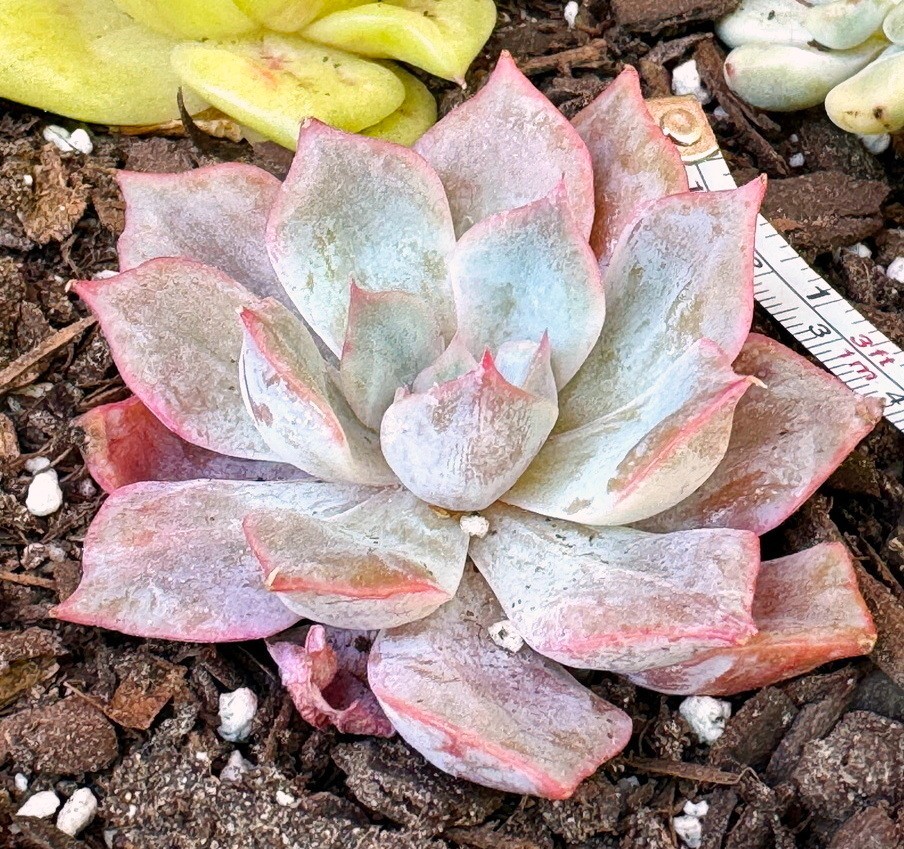 Echeveria ‘ Fiona’ Line Variegata 2.5′