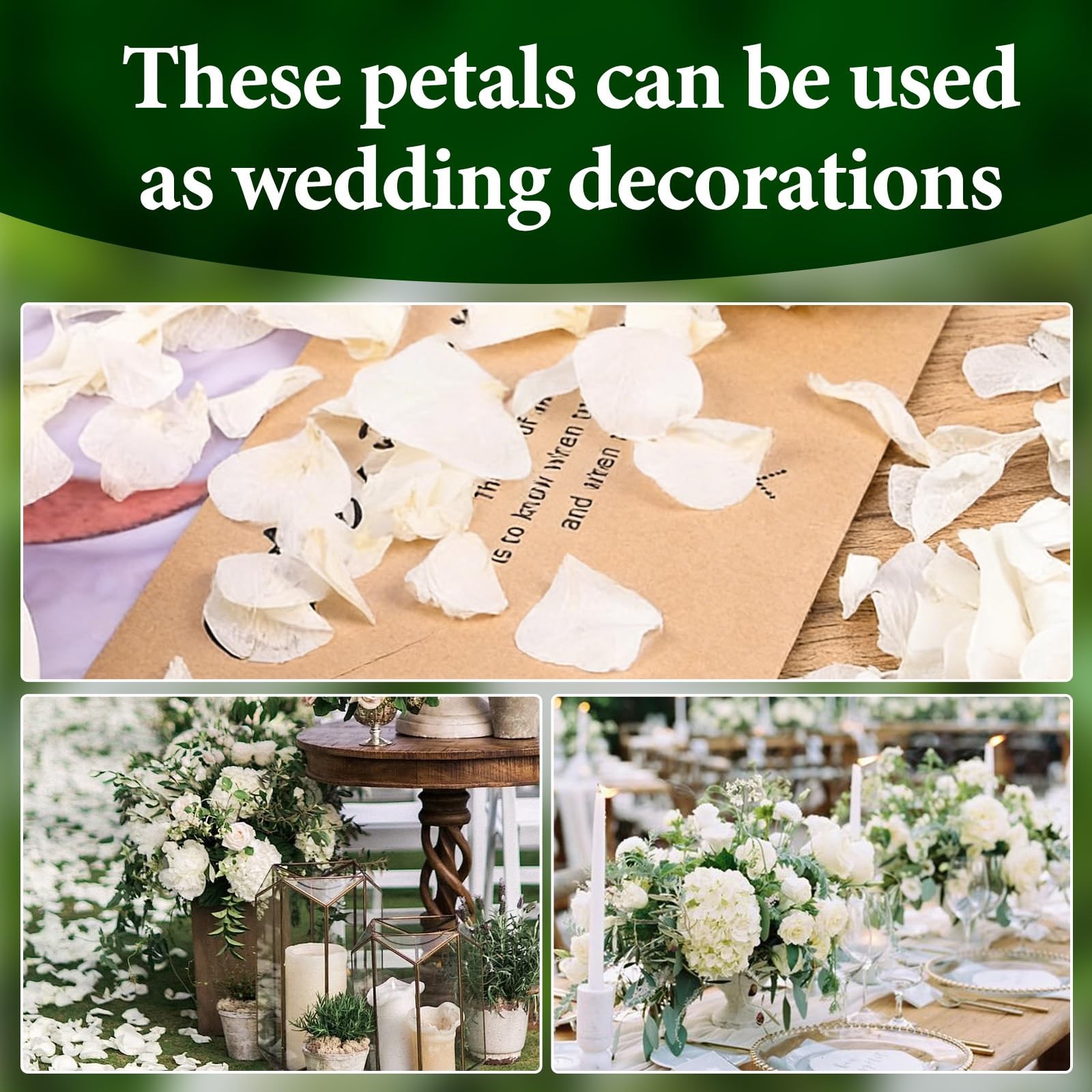 1500Pcs Real Dried Ivory White Hydrangea Petals for Wedding Petal Showers Rom…