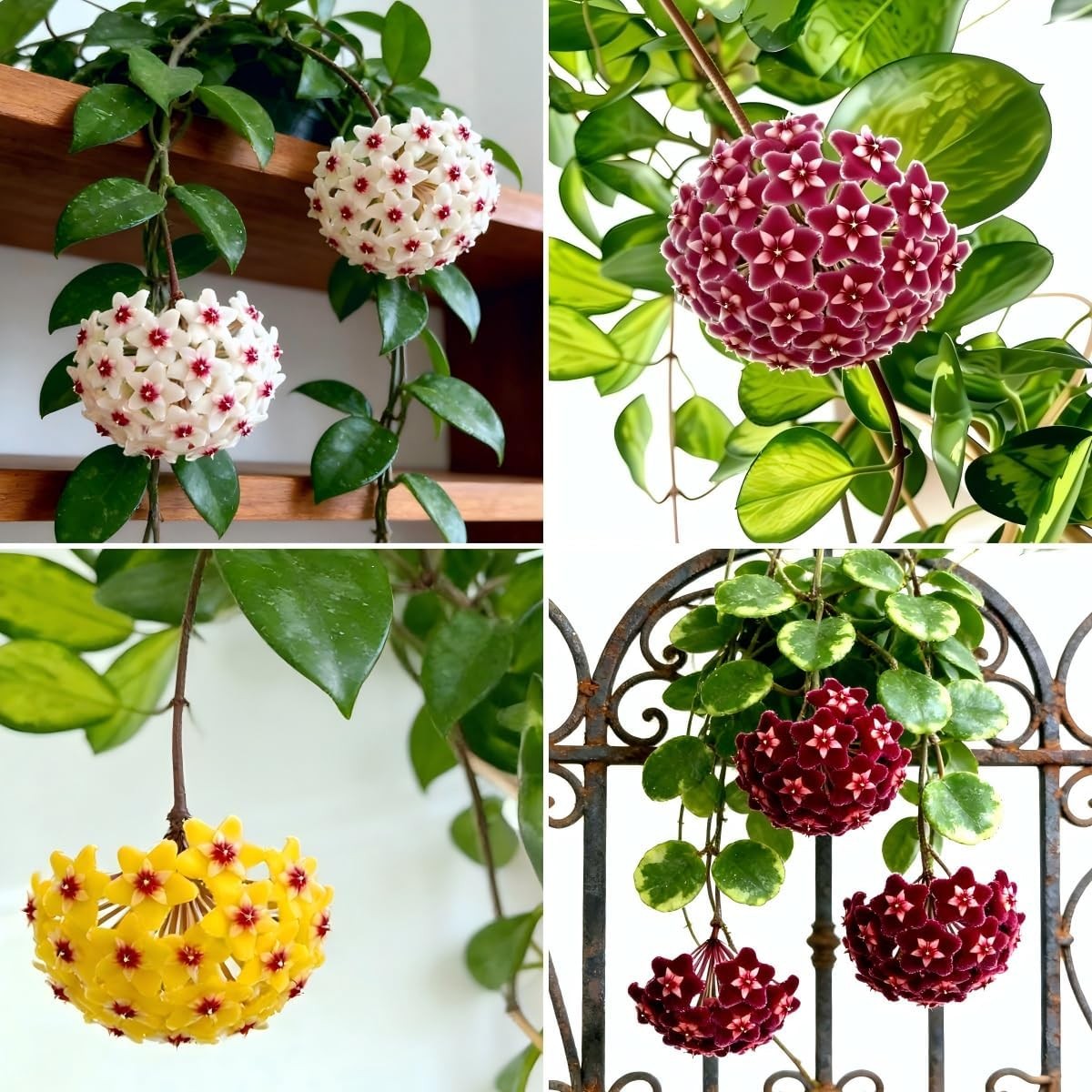 300+ Mixed Hoya Seeds for Planting, Wax Plant Fragrant Trailing Perennial, Non-G