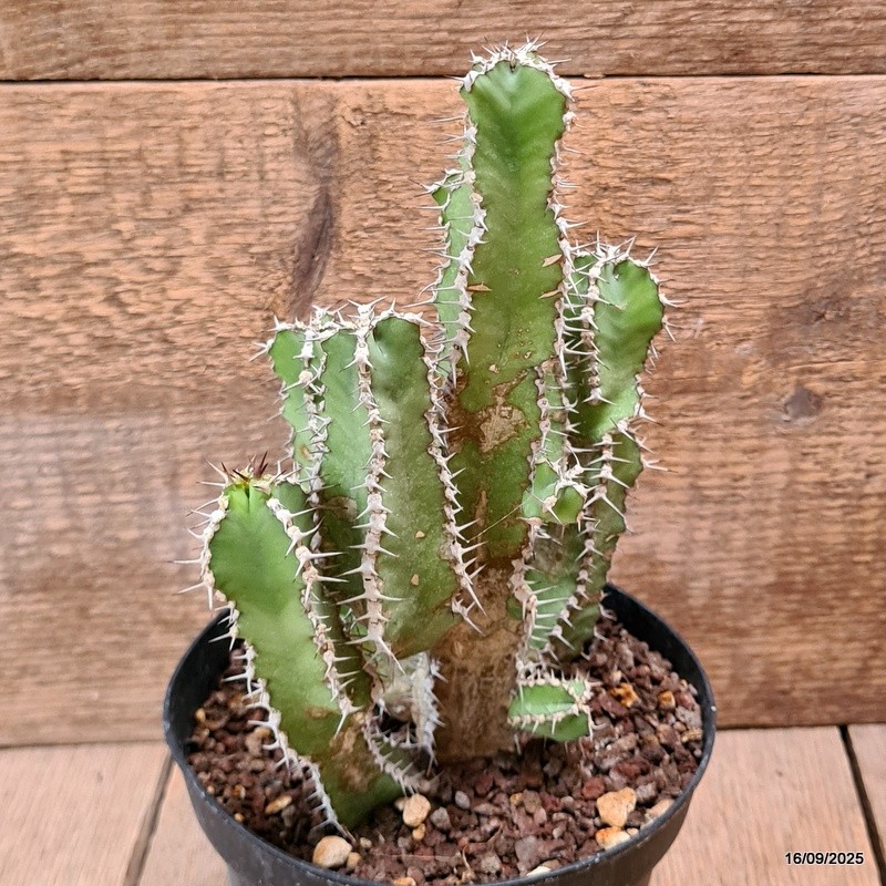 D6468 EUPHORBIA POLYACANTHA pot14-H20-W16 cm MaMa Cactus