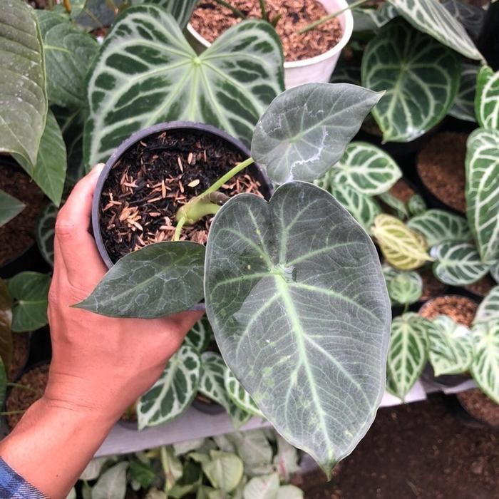 Alocasia Regal Shield – Large Dark Shield Foliage Live Plant Grow in Pot