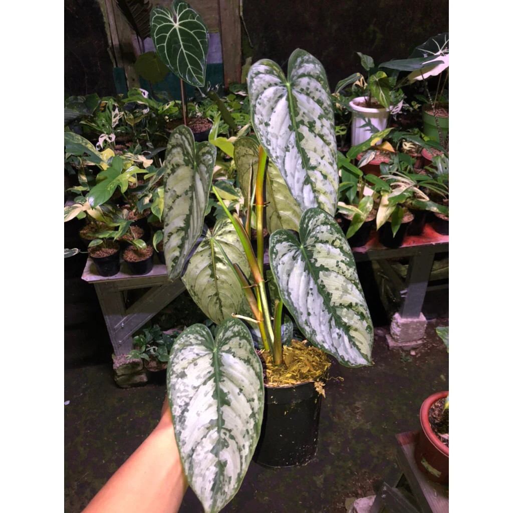 Philodendron Brandtianum Mature Size Live Tropical Plant PL118