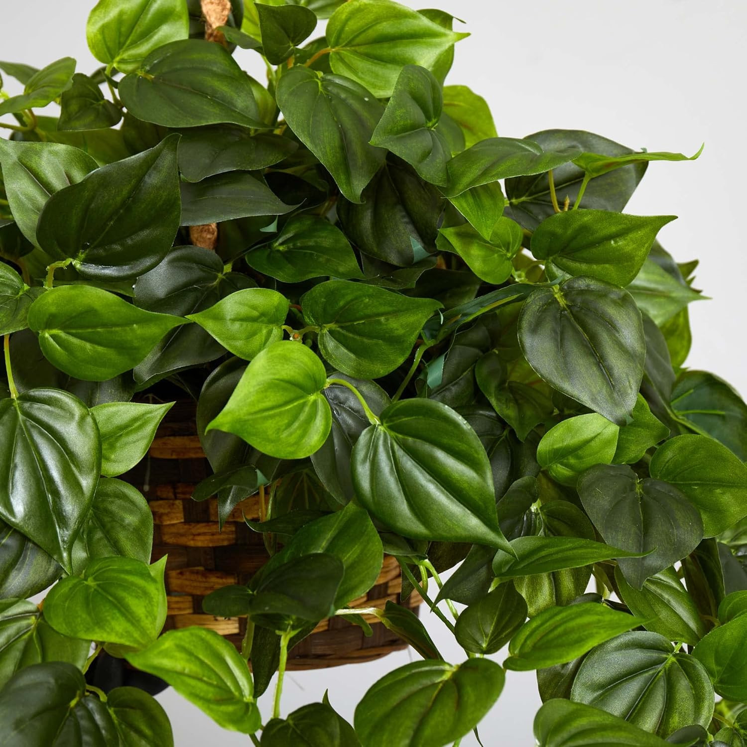 UV Resistant Philodendron Hanging Basket for Indoor & Outdoor Use