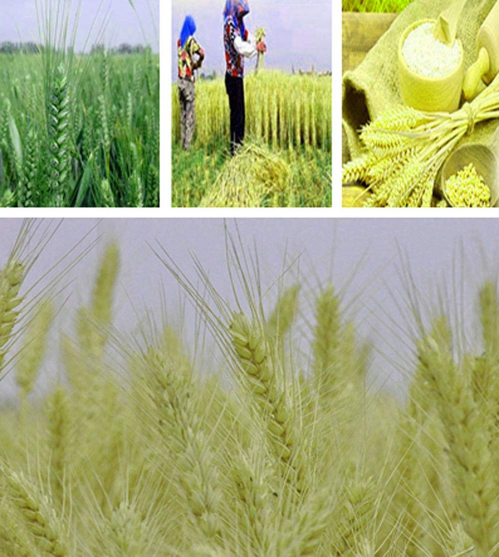 100 Stems Dried Wheat Stalks Natural Wheat Bundle for Home Decor DIY Crafts