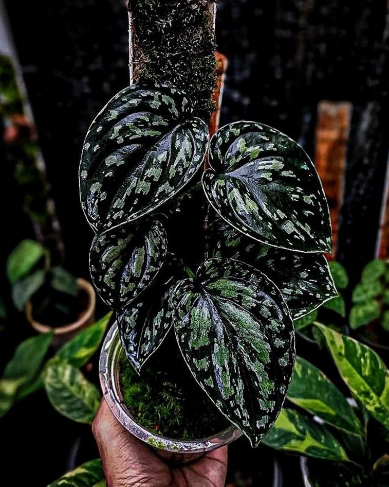 Scindapsus Tricolor Dark Form Sp Borneo Rare Tropical Wax Plant
