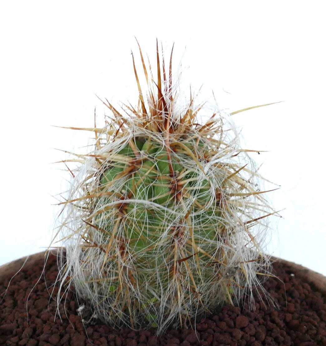 Oreocereus celsianus STRONG SPINES – Old Man of the Andes | Mountain Old Man