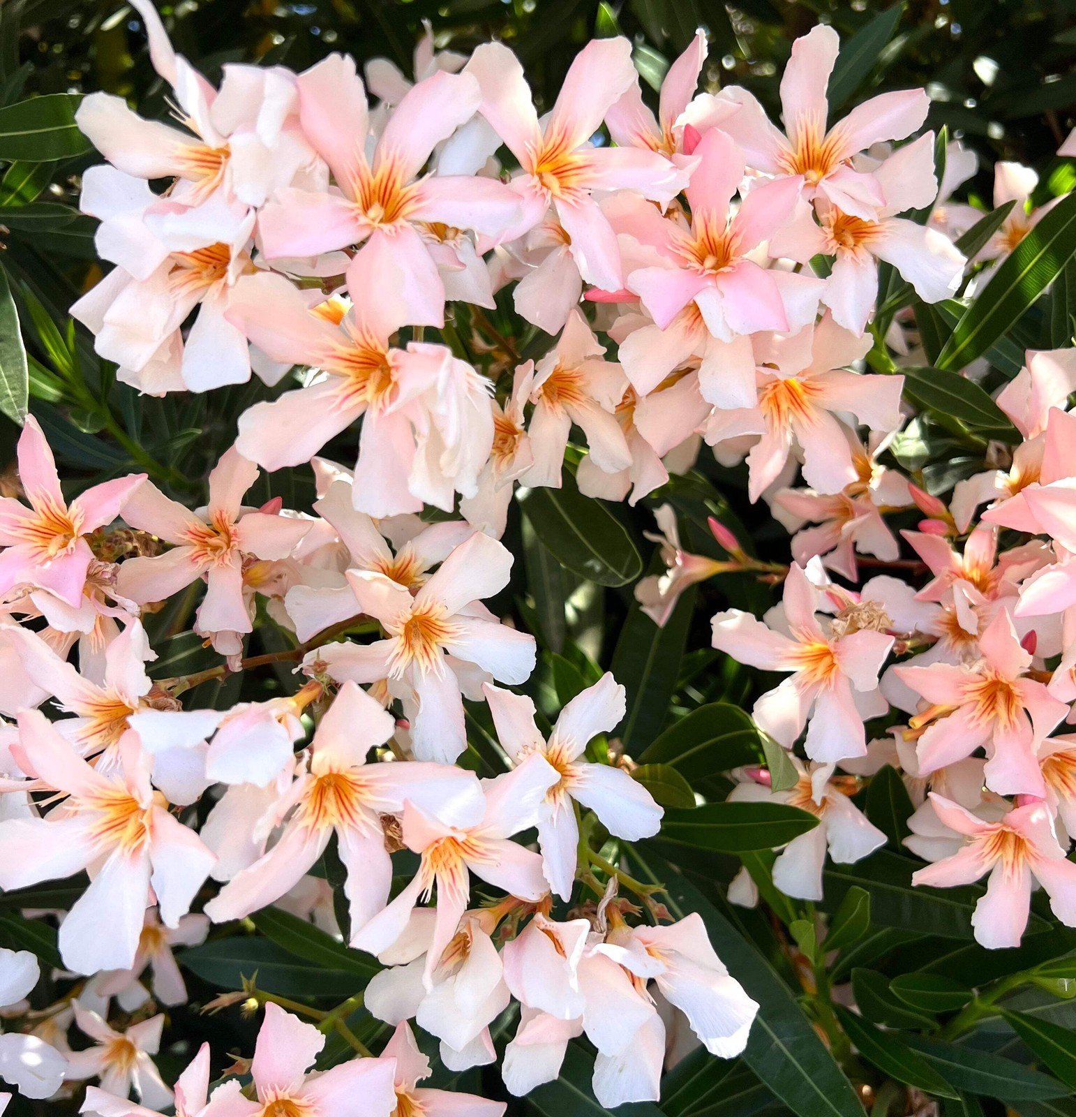 Nerium oleander MIX COLORS SEEDS – | Mixed Color Oleander