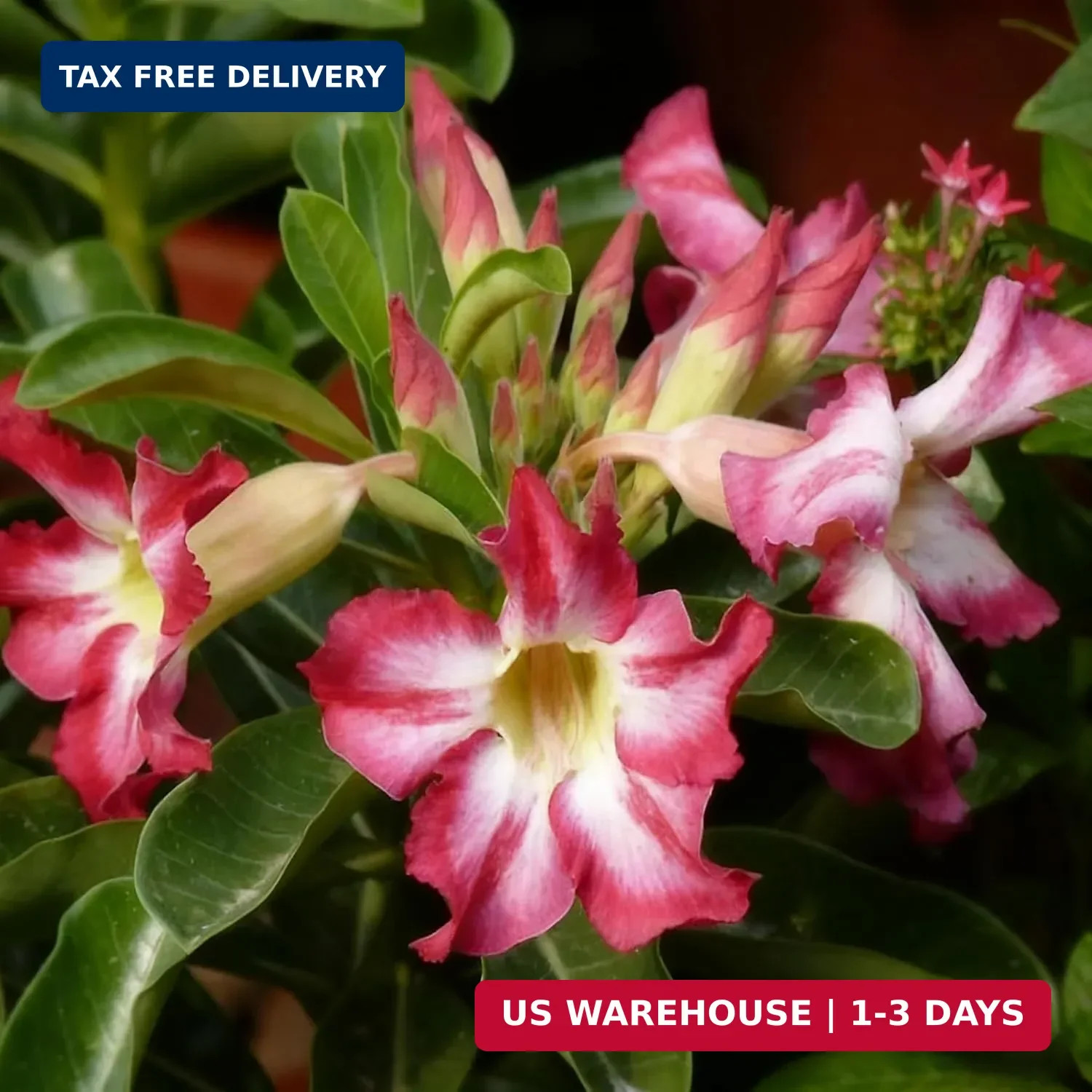 Desert Rose Seed for Planting, 100 Mixed Adenium Somalense Seeds, Shrub Flower P