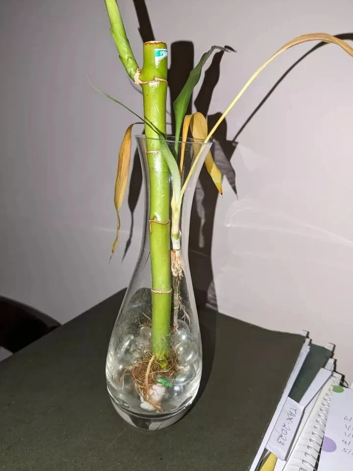 Vintage Artificial Bamboo Stem with Leaves in 7.5″h x 3″w Glass Vase with Beads