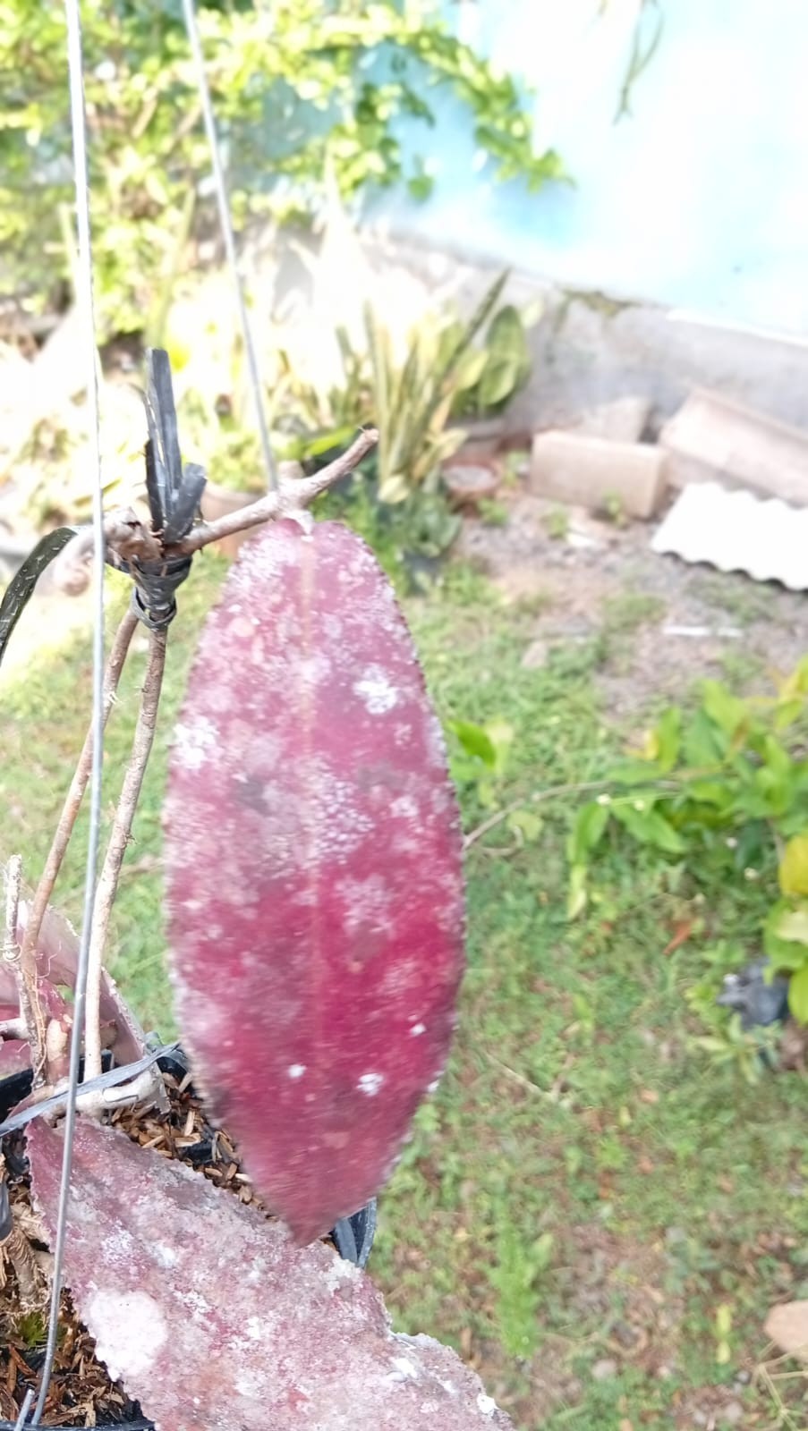 Real Picture Hoya Undulata Super Red Splash Sp Borneo