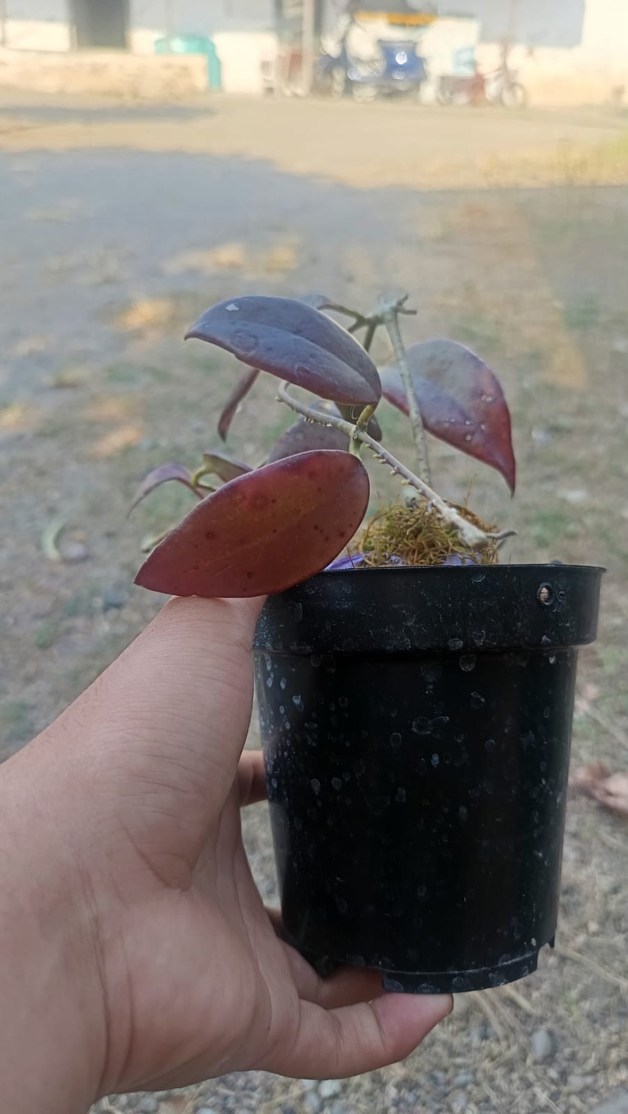 Real Picture Hoya Minahasae Red Sp Celebes