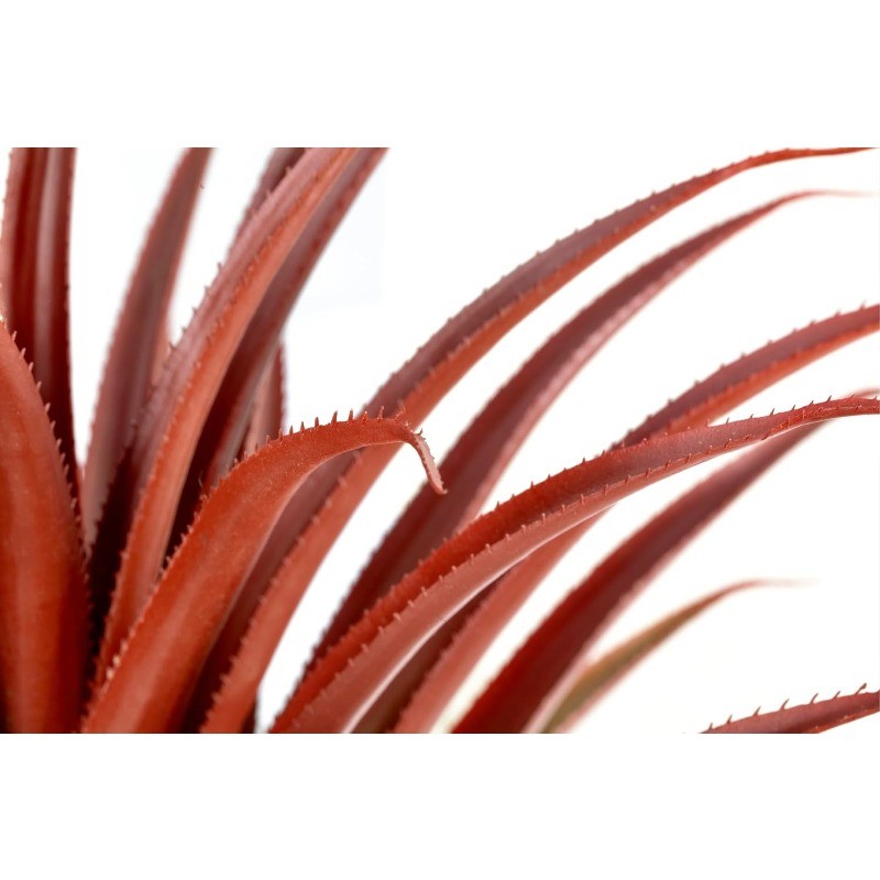 Hyper Realistic Big Red Artificial Aloe Vera Plant 26 Inches Tall. Large Faux