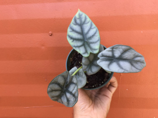 Alocasia Badinga ‘Silver Dragon’ 4″ Pot| RARE Indoor/Outdoor Live Tropical Plant