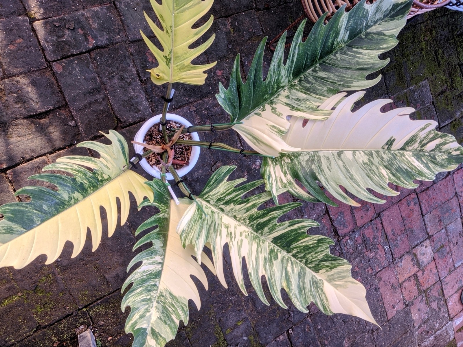 Philodendron Caramel Marble Variegated Real Picture Large Size Free Phito