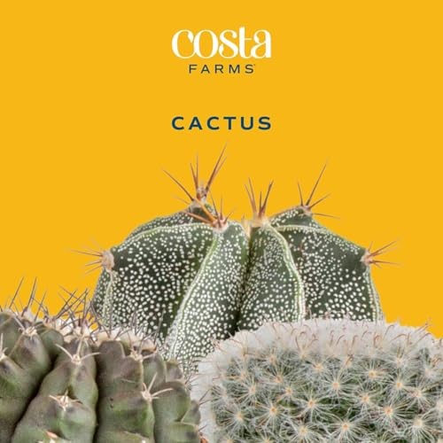 Cactus Live Plants in Plastic Post, Easy to Maintain Succulent Indoor