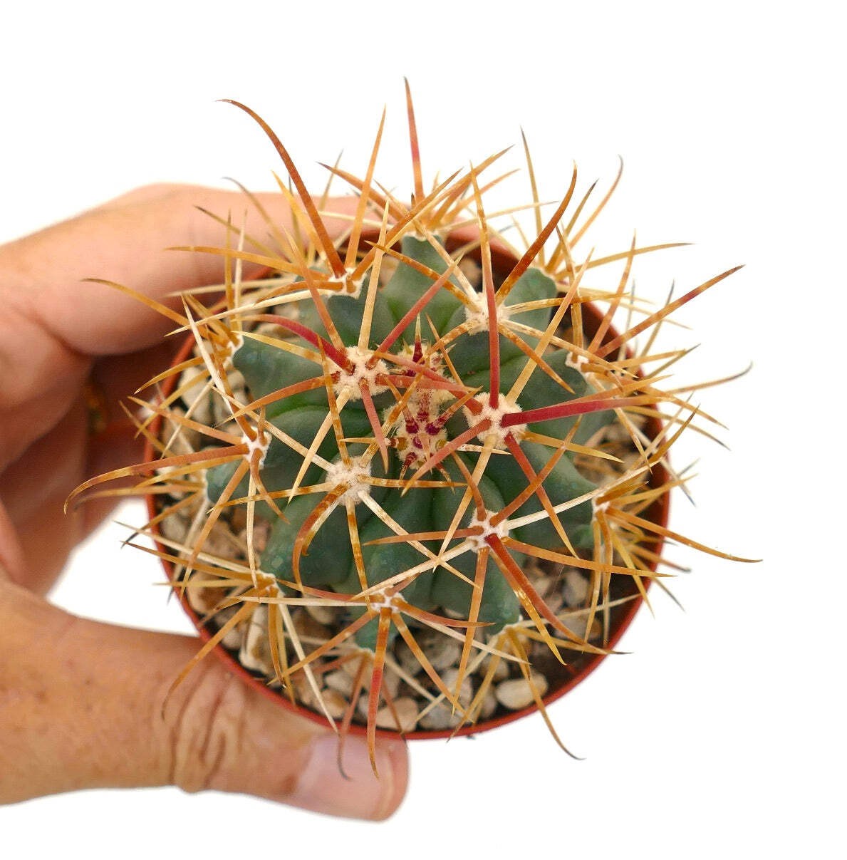 Ferocactus chrysacanthus 0001 ORANGE SPINES – Ferocactus | Barrel cactus