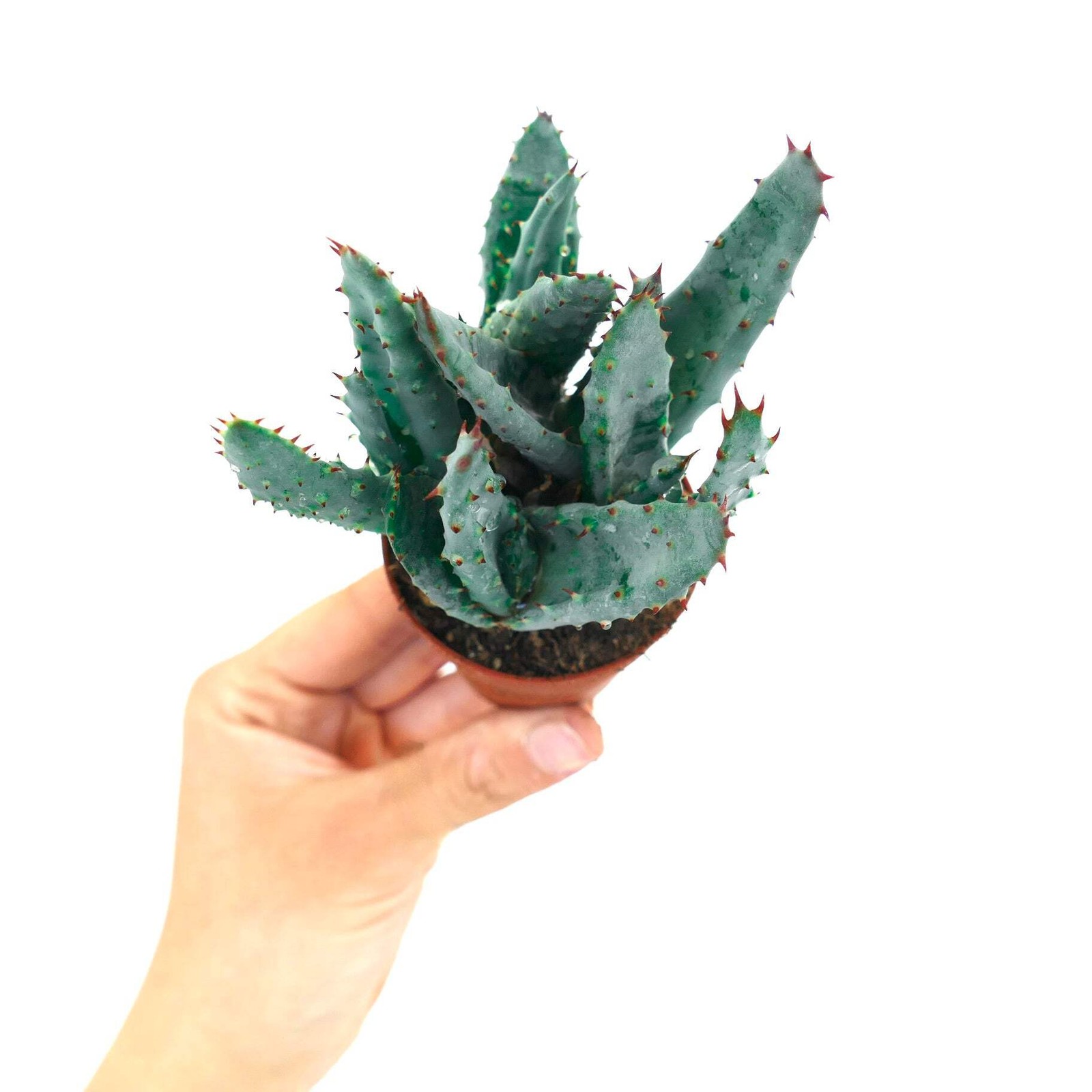 Aloe spectabilis BLUE FORM full pot SS9T – Spectacular aloe | Aloe spectabilis