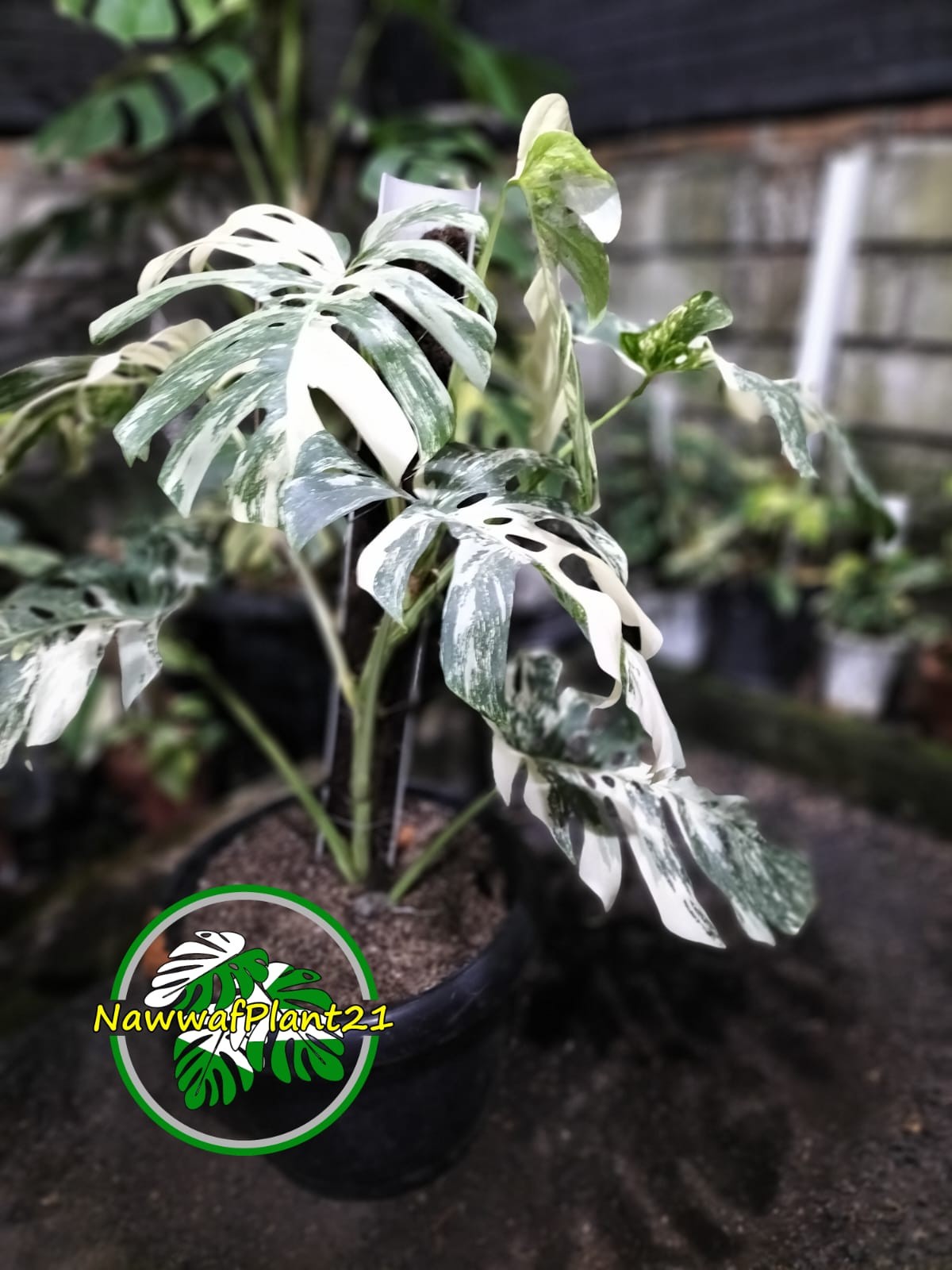 New Monstera Albo White Tiger Variegated Size Large Real Picture