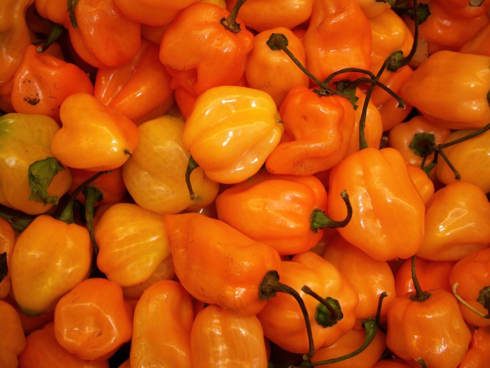 30 Habanero Orange Devil Seed Chili 100% Guaranteed