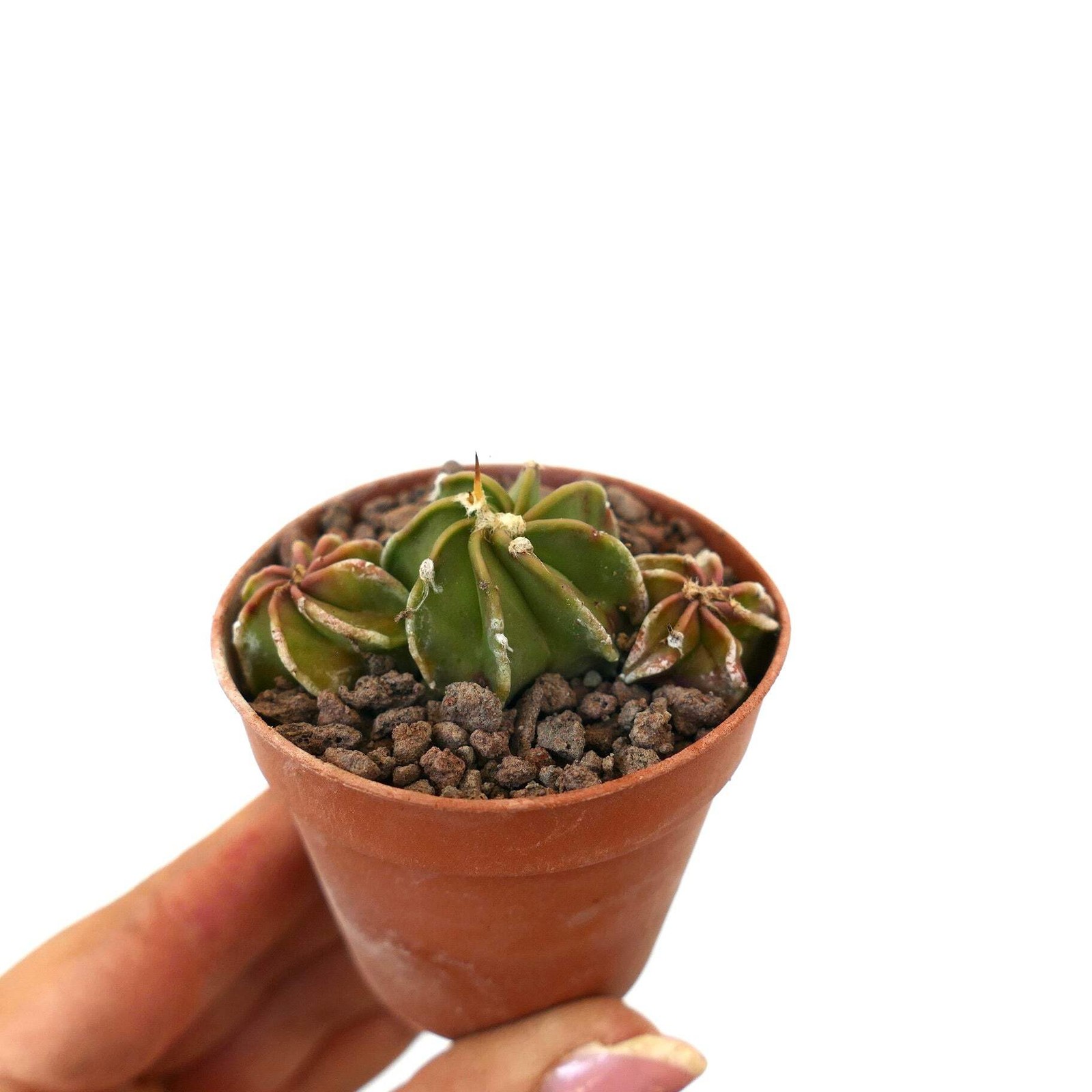 Astrophytum POT OF THREE SS3 – Bishop’s cap | Star cactus