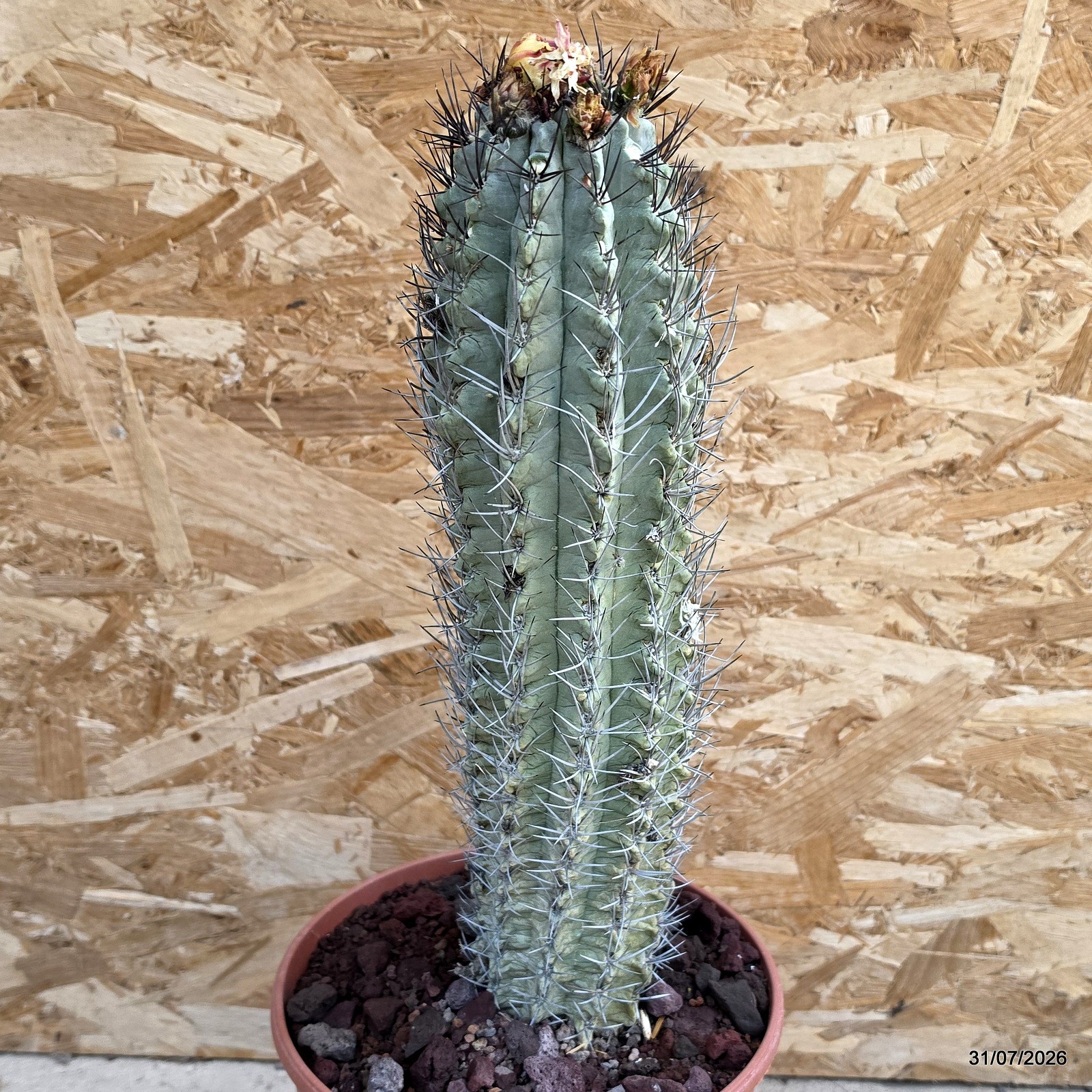 D5330 NEOPORTERIA PAUCICOSTATA pot22-H36-W10 cm MaMa Cactus