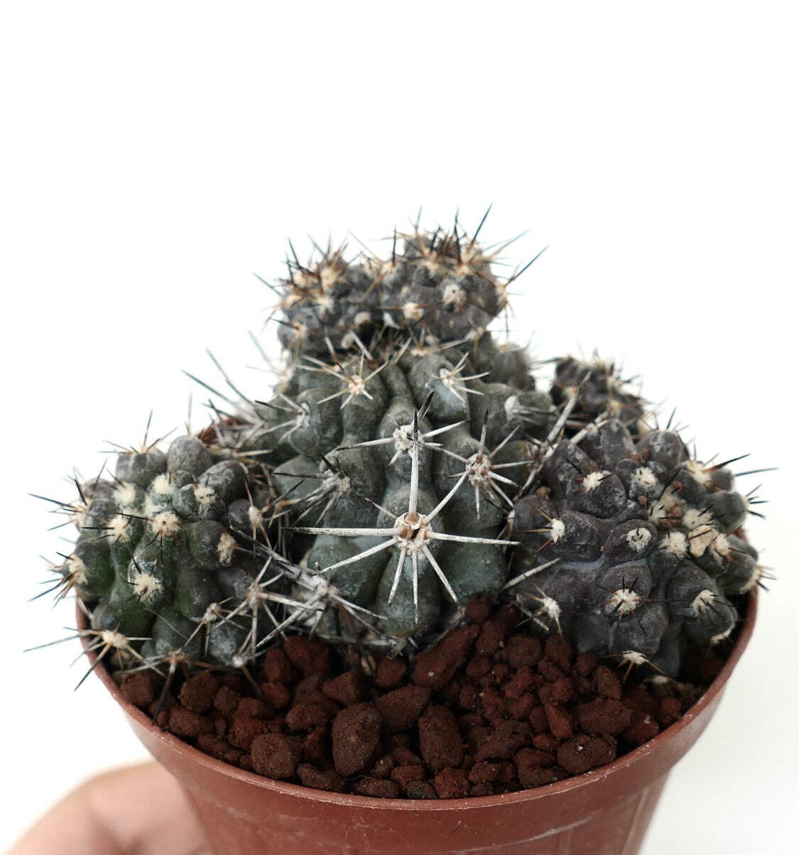 Copiapoa cinerea X atacamensis GREY CLUSTER – Copiapoa | Atacama cactus
